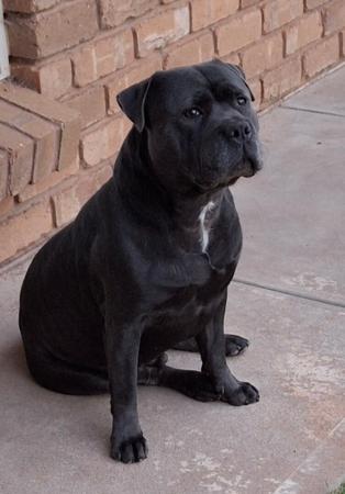 Staffordshire Bull Terrier for sale by BLUBARK