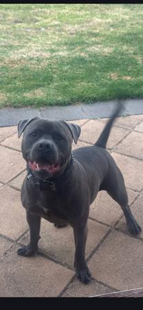 Staffordshire Bull Terrier dog for sale by BLUBARK