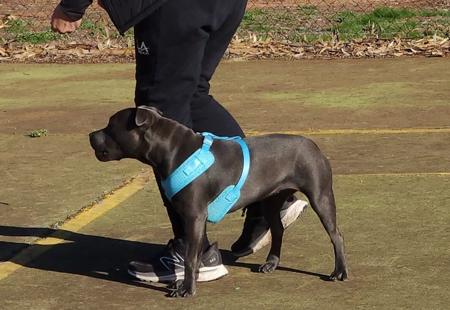 Staffordshire Bull Terrier for sale by BLUBARK