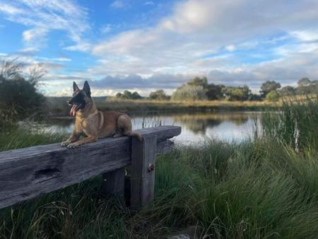 Belgian Shepherd Dog (Malinois) for sale by TARINELLA