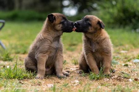 Belgian Shepherd Dog (Malinois) for sale by TARINELLA