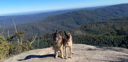 Belgian Shepherd Dog (Malinois) for sale by TARINELLA