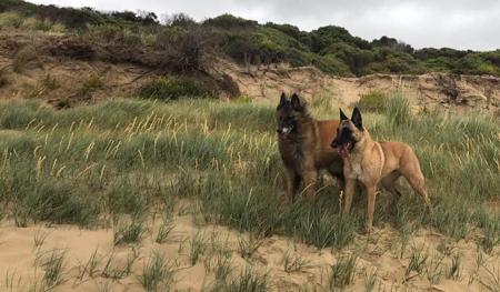 Belgian Shepherd Dog (Malinois) for sale by TARINELLA