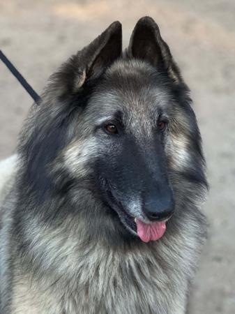 Belgian Shepherd Dog (Tervueren) puppy for sale by TARINELLA