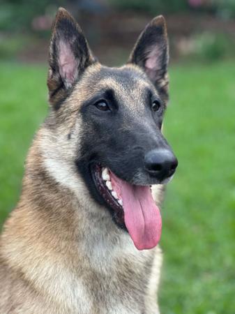 Belgian Shepherd Dog (Malinois) puppy for sale by TARINELLA