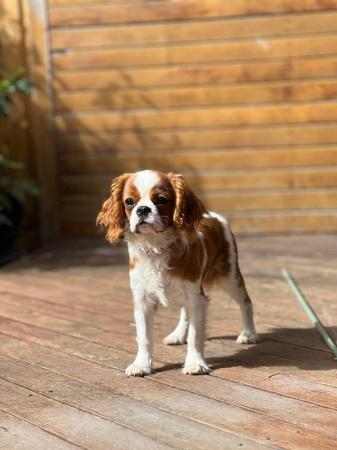 Cavalier King Charles Spaniel puppy for sale by TARINELLA