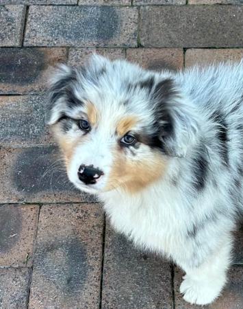 Australian Shepherd puppy for sale by DUKORY