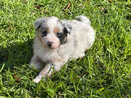 Australian Shepherd puppy for sale by DUKORY