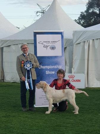 Italian Spinone for sale by PIEDIMONTE