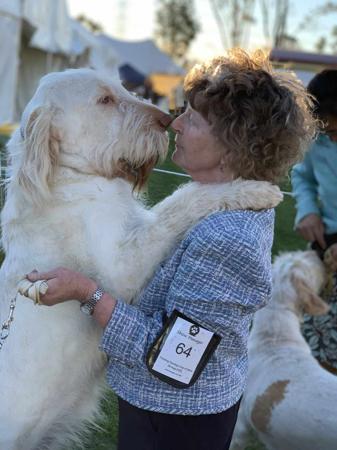 Italian Spinone for sale by PIEDIMONTE