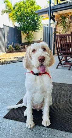 Italian Spinone for sale by PIEDIMONTE