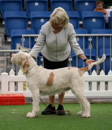 Italian Spinone for sale by PIEDIMONTE