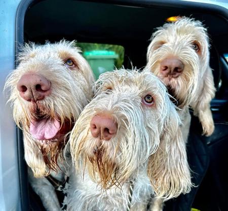 Italian Spinone for sale by PIEDIMONTE