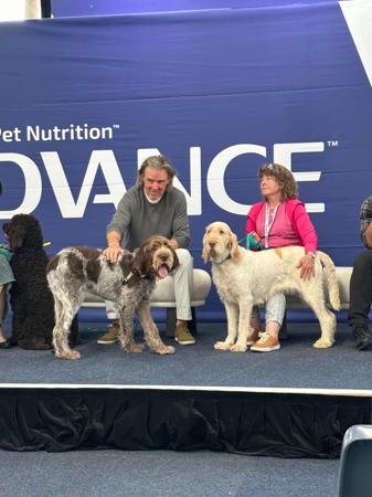 Italian Spinone for sale by PIEDIMONTE