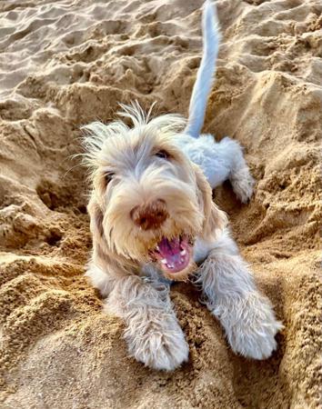 Italian Spinone for sale by PIEDIMONTE