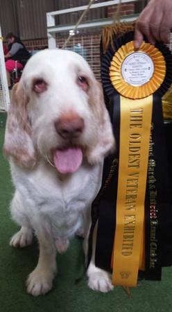 Italian Spinone for sale by PIEDIMONTE