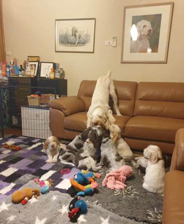 Italian Spinone for sale by PIEDIMONTE