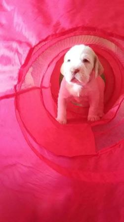 Italian Spinone for sale by PIEDIMONTE