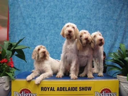 Italian Spinone for sale by PIEDIMONTE