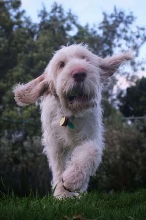 Italian Spinone for sale by PIEDIMONTE