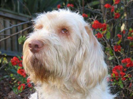 Italian Spinone for sale by PIEDIMONTE