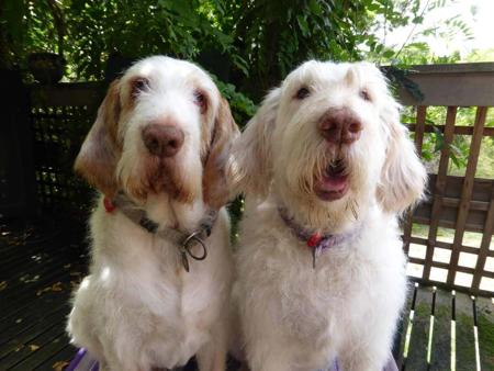 Italian Spinone for sale by PIEDIMONTE