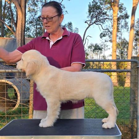 Golden Retriever for sale by FILIGRIGOLD