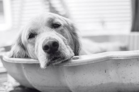 Golden Retriever for sale by FILIGRIGOLD