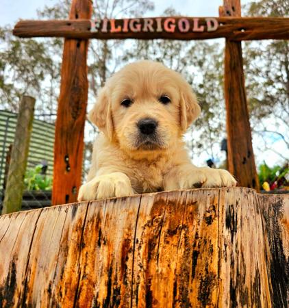 Golden Retriever for sale by FILIGRIGOLD
