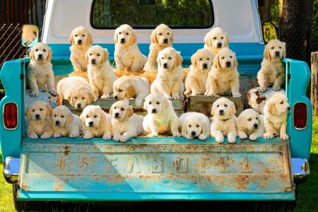 Golden Retriever for sale by FILIGRIGOLD