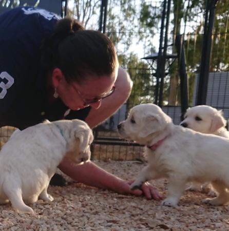 Golden Retriever for sale by FILIGRIGOLD