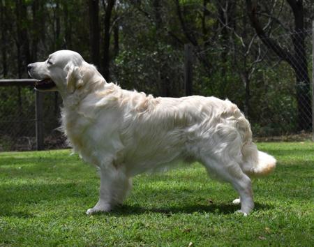 Golden Retriever for sale by FILIGRIGOLD