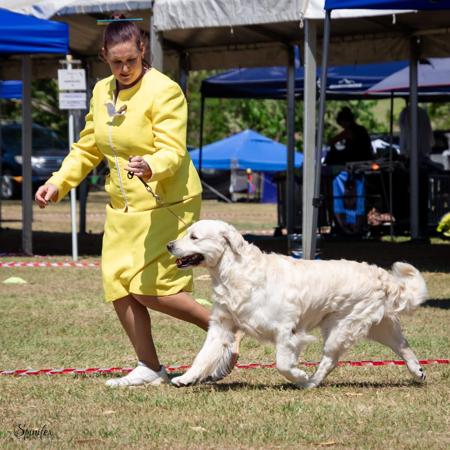 Golden Retriever for sale by FILIGRIGOLD