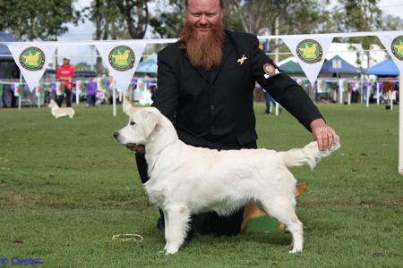 Golden Retriever for sale by FILIGRIGOLD