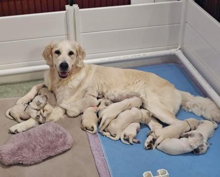 Golden Retriever puppy for sale by FILIGRIGOLD