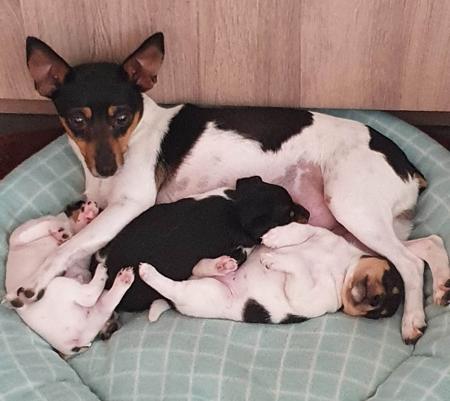 Tenterfield Terrier for sale by TURALAY