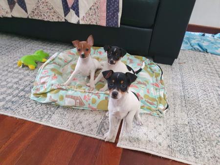 Tenterfield Terrier for sale by TURALAY