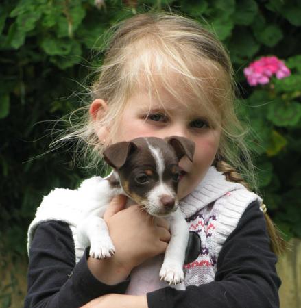 Tenterfield Terrier for sale by TURALAY