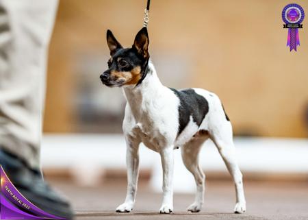 Tenterfield Terrier for sale by TURALAY