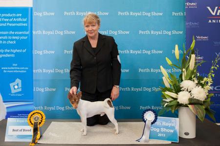 Tenterfield Terrier for sale by TURALAY