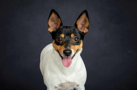 Tenterfield Terrier for sale by TURALAY