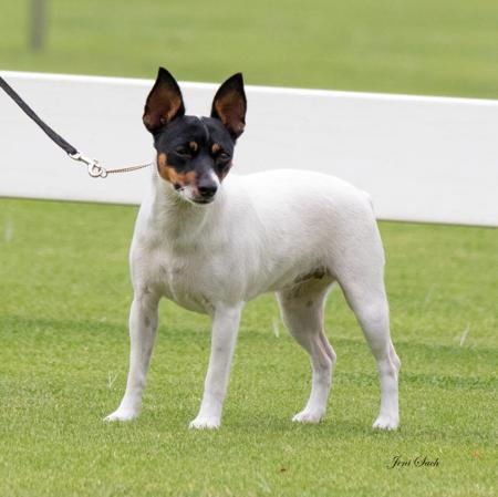 Tenterfield Terrier for sale by KIOWAH2222YAHOOCOM