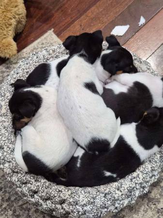 Tenterfield Terrier puppy for sale by KIOWAH2222YAHOOCOM