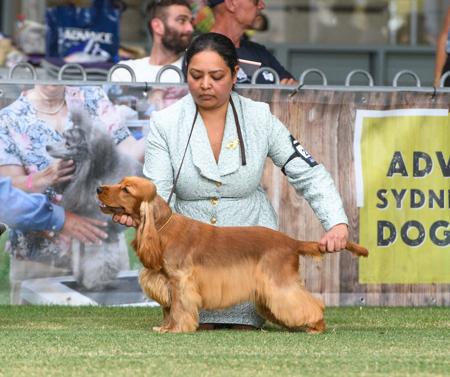 Cocker Spaniel for sale by AASHASALGADO