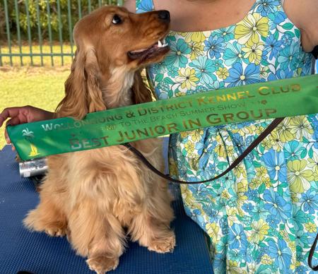 Cocker Spaniel for sale by GOLDBOTTOMS