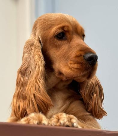 Cocker Spaniel for sale by GOLDBOTTOMS