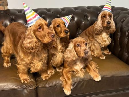 Cocker Spaniel for sale by GOLDBOTTOMS