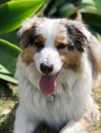 Australian Shepherd puppy for sale by RIVAGROVE