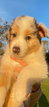 Australian Shepherd puppy for sale by RIVAGROVE
