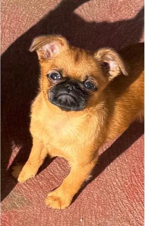 Griffon Bruxellois for sale by PRIMOCHI